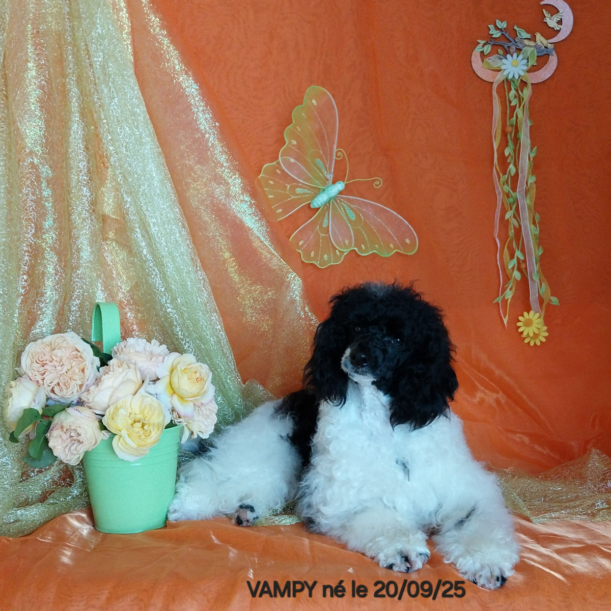 caniche mâle VAMPY