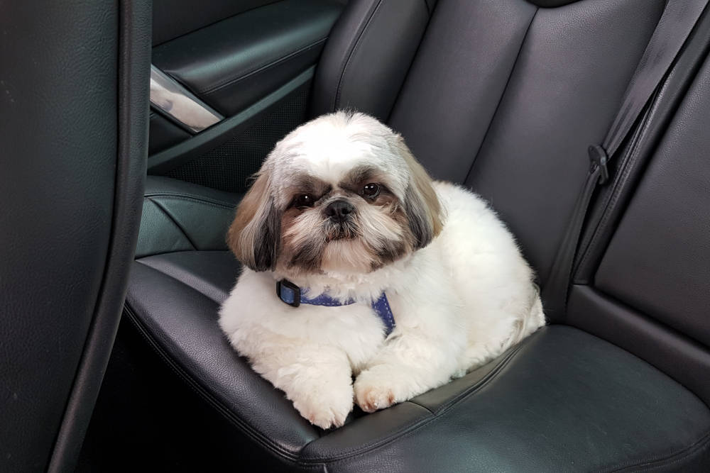 Boris adore la voiture