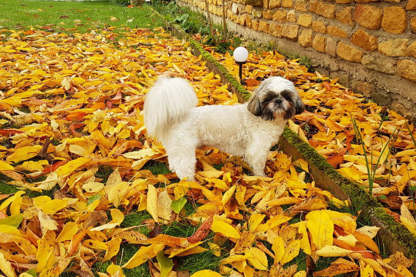 Boris au jardin