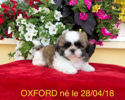 oxford à l'élevage