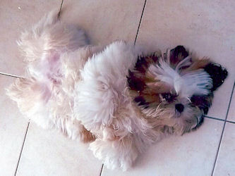 SHIHTZU dAKOTA