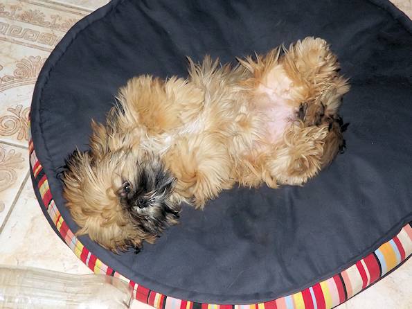 gros dodo