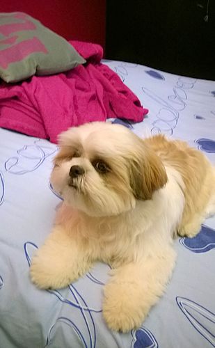 igor
