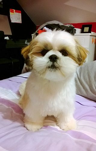 igor 6 moisun an