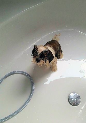 le bain