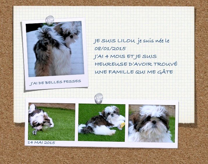 Lolita dite lilou