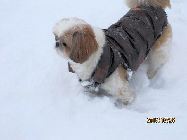 Joy à la neige