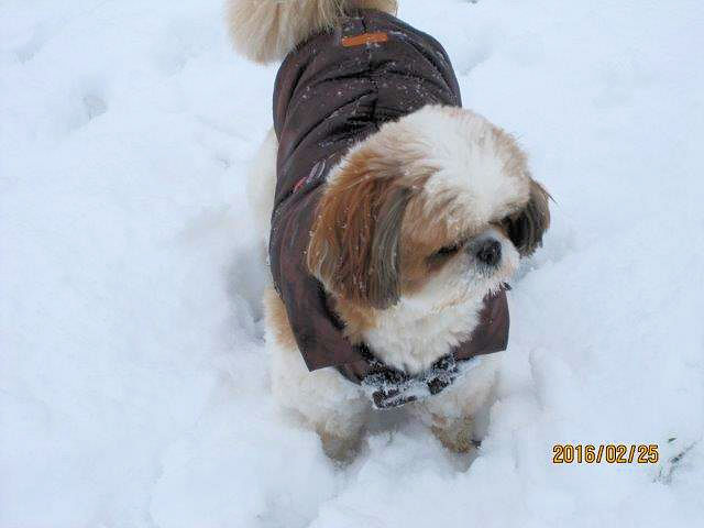 Joy à la neige