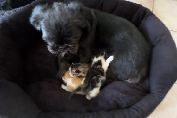 Diwana et les 3 chatons