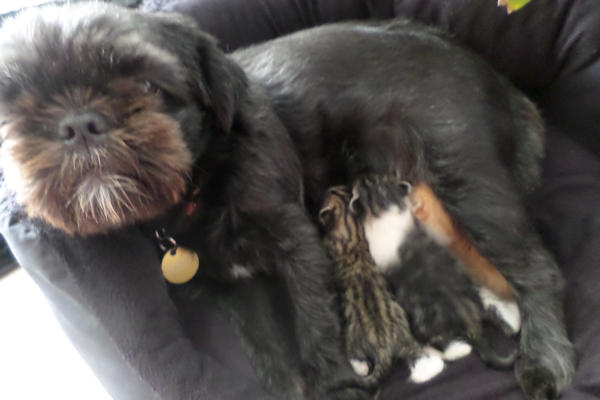 Diwana et les 3 chatons