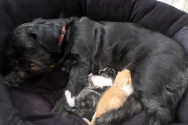 Diwana et les 3 chatons