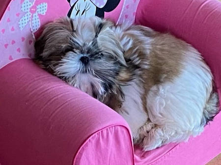 NALA ex Une Petite Miss