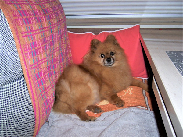 Daisy en camping car