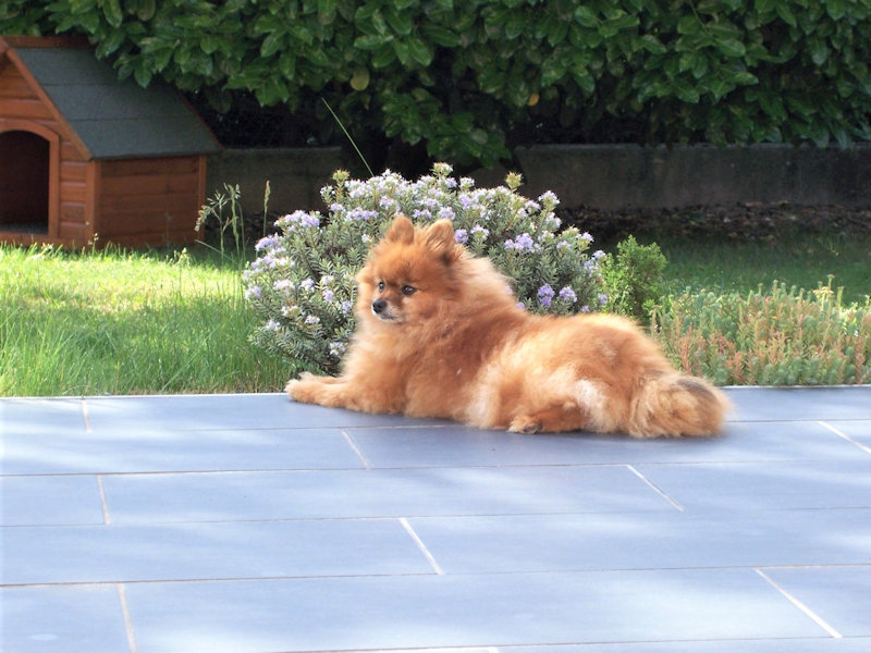 au jardin