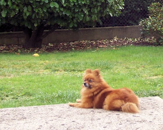 daisy repos