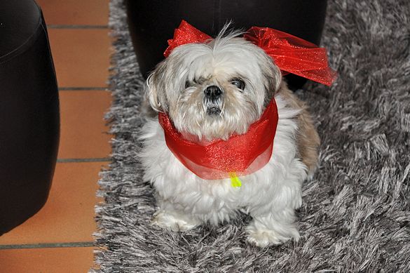 noel 2013