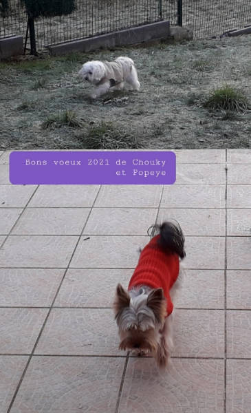 POPEYE et CHOUKY