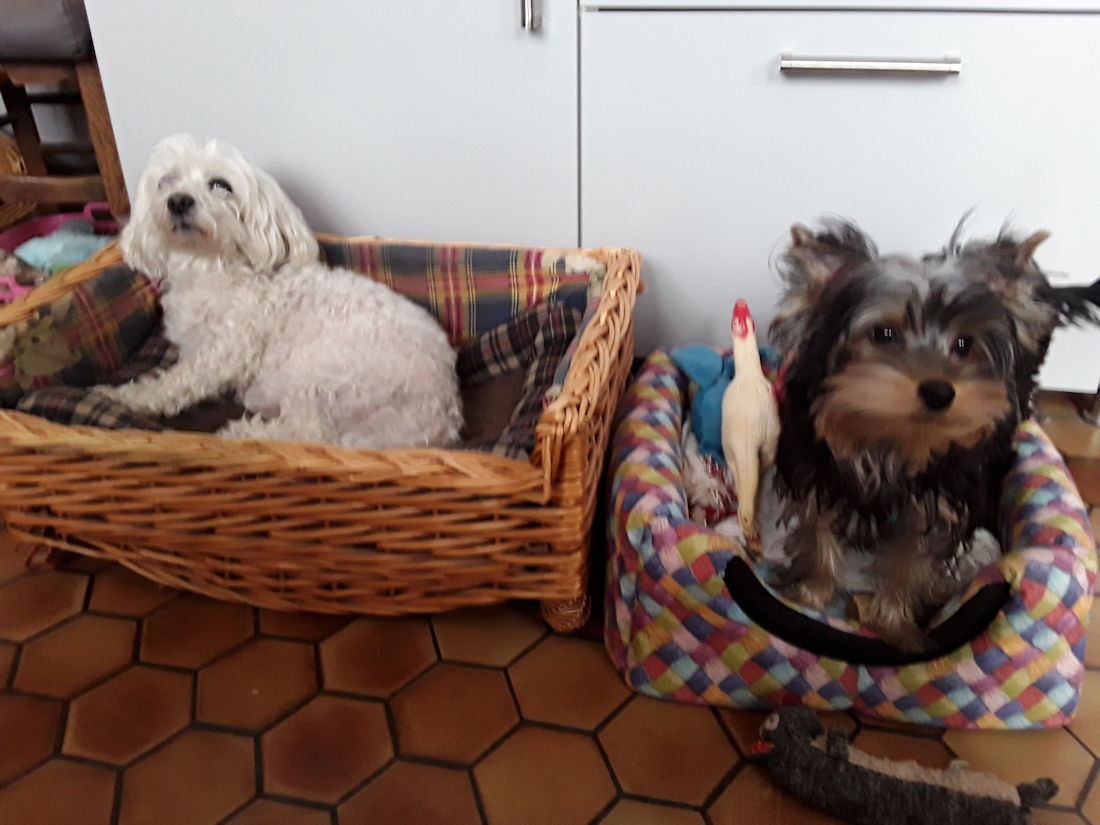 POPEYE et CHOUKY