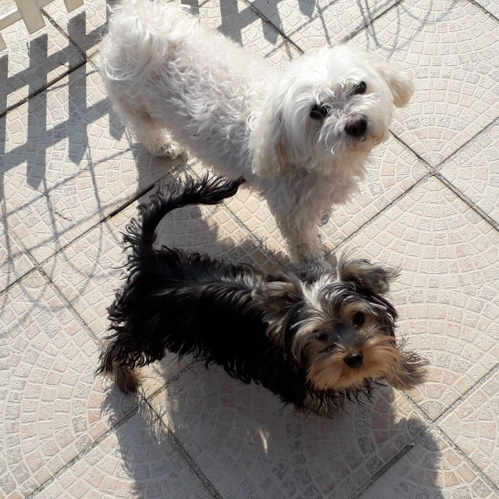 POPEYE et CHOUKY