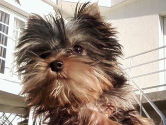 charlie
