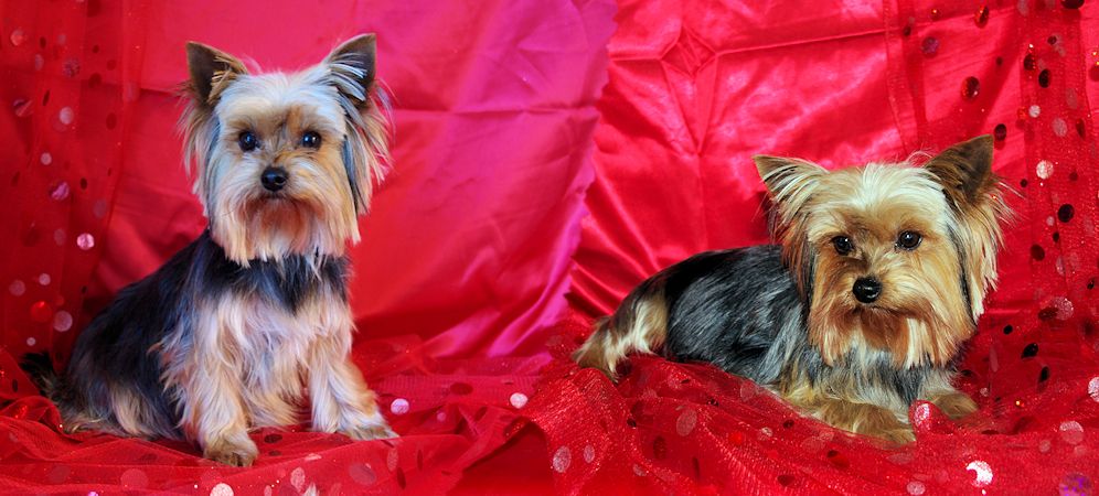 Harley a la joie de vous annoncer quelle sera très bientôt maman